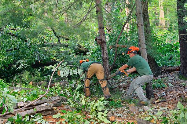 Best Tree Health Inspection  in Tignall, GA